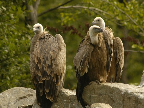 Superbes images d'oiseaux