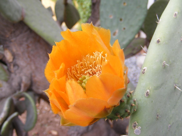 Fleurs de Cactus