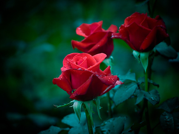 Jolies  roses