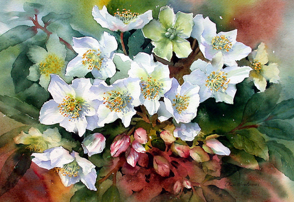 Fleurs de Ann Mortimer.