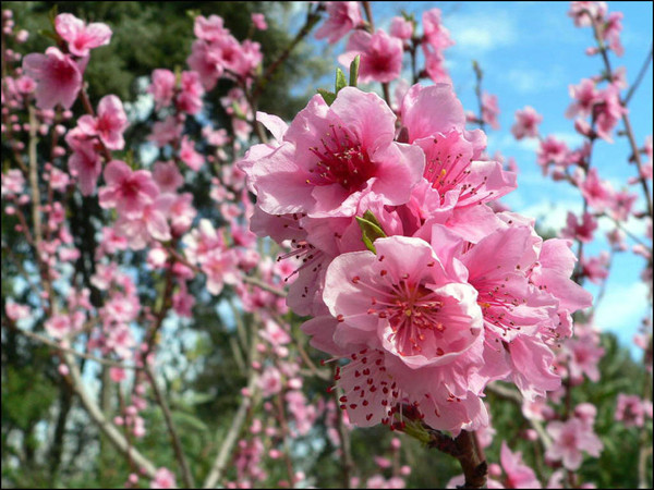 Paysages -Printemps -Eté