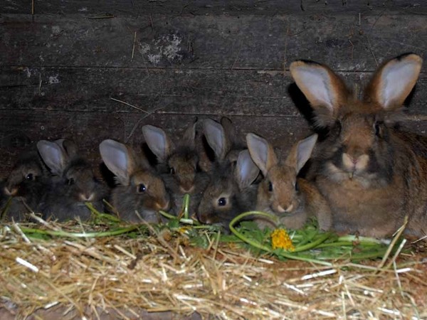 Belles familles