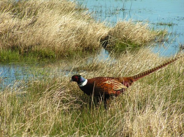 Superbes images d'oiseaux