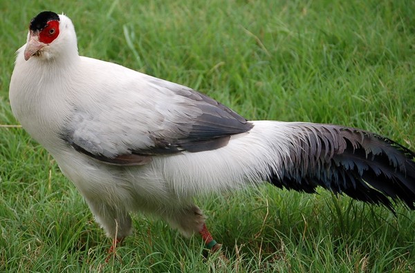 Superbes images d'oiseaux