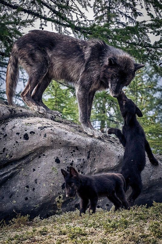 Belle famille