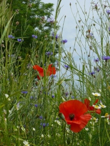 Paysages -Printemps -Eté