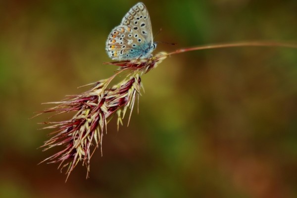 Superbes papillons