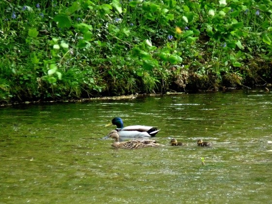 Superbes images d'oiseaux