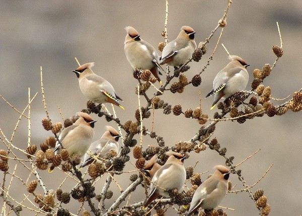 Superbes images d'oiseaux