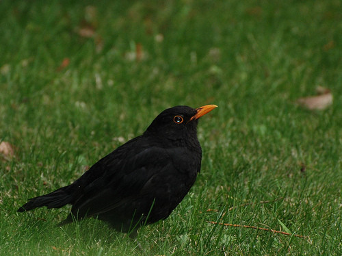 Superbes images d'oiseaux