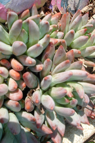 Fleurs de Cactus