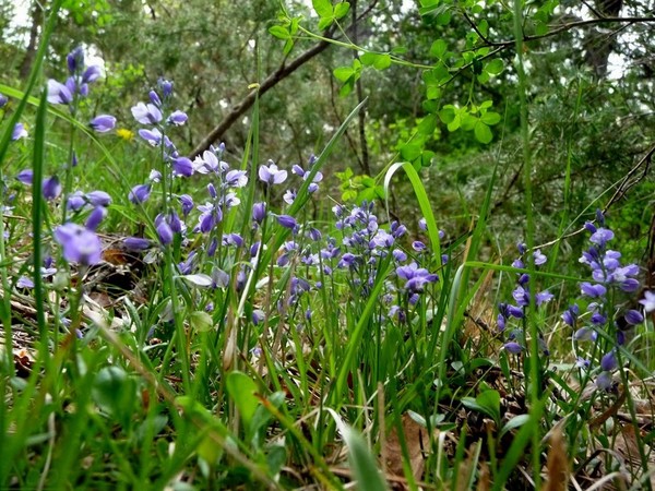 Sous bois au printemps