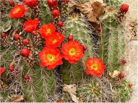 Fleurs de Cactus