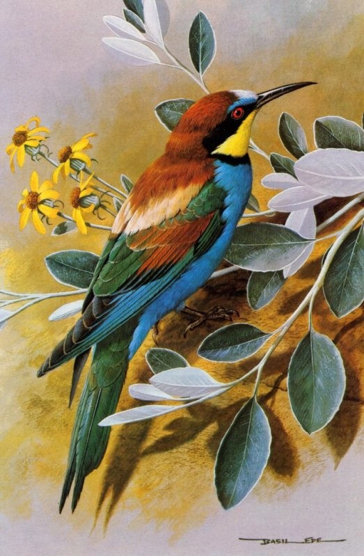 Superbes peintures d'oiseaux