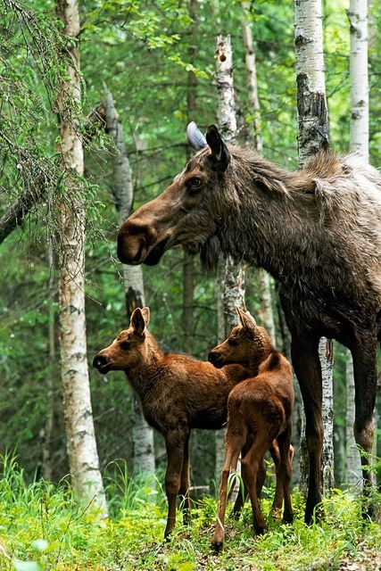 Belle famille