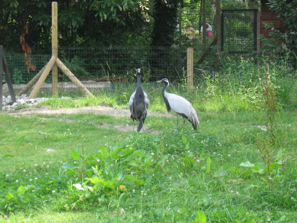 Zoo d'Amiens-2012