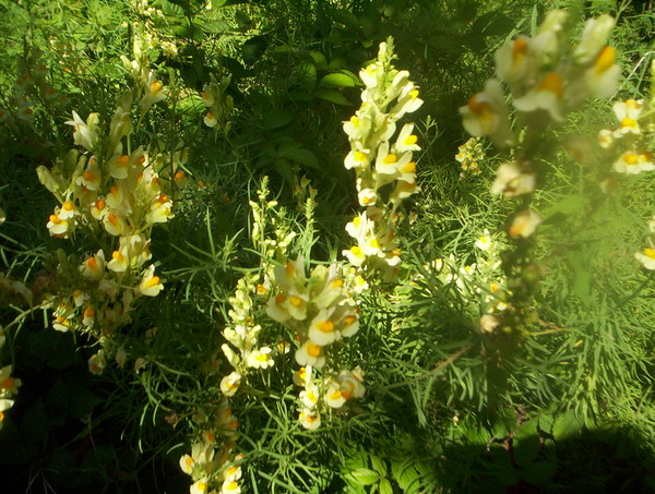 Fleurs et paysages ( printemps-été)