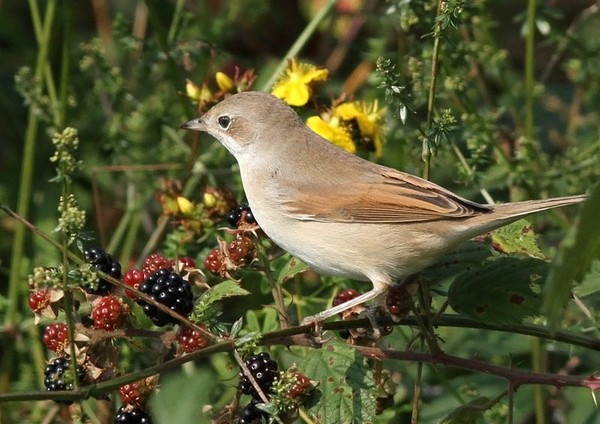 Superbes images d'oiseaux