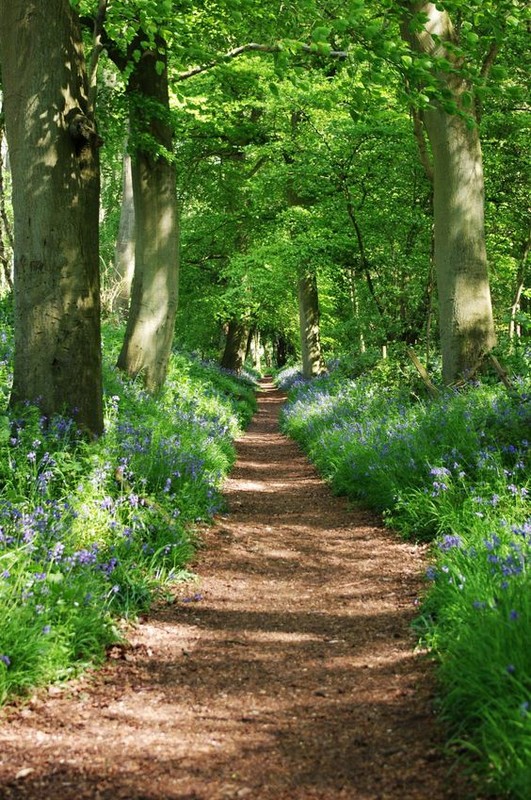 Sous bois au printemps