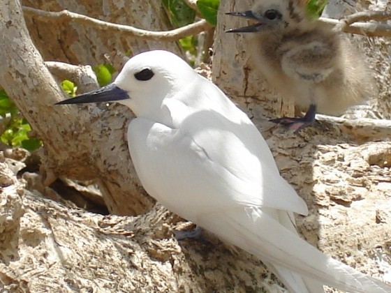 Superbes images d'oiseaux