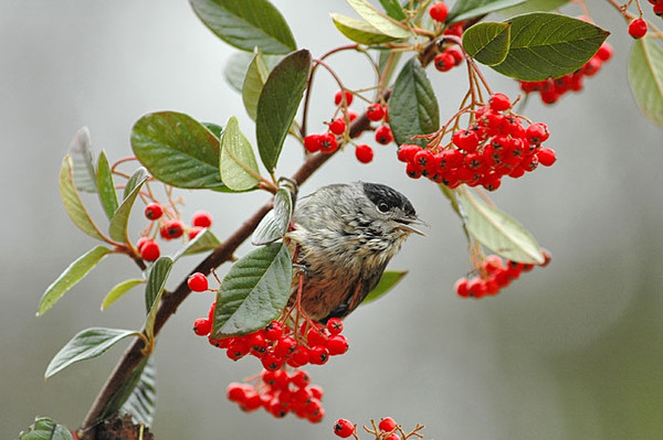 Superbes images d'oiseaux