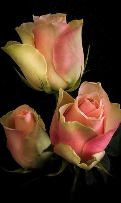 Que des belles roses!!