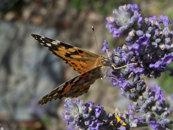 Superbes papillons