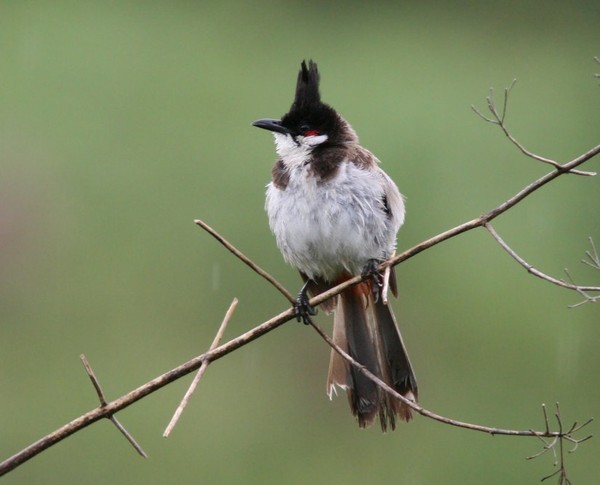 Superbes images d'oiseaux