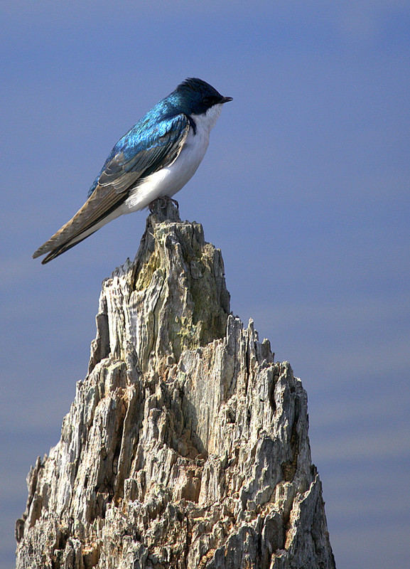 Superbes images d'oiseaux