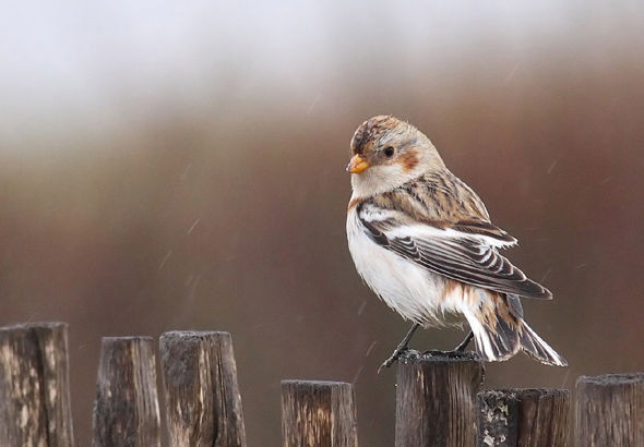 Superbes images d'oiseaux