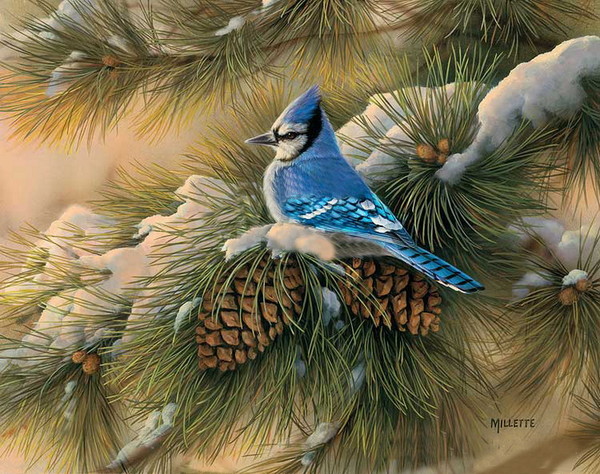 Superbes peintures d'oiseaux