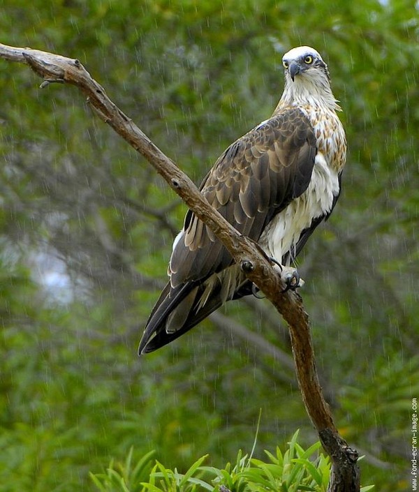 Superbe image d'oiseaux