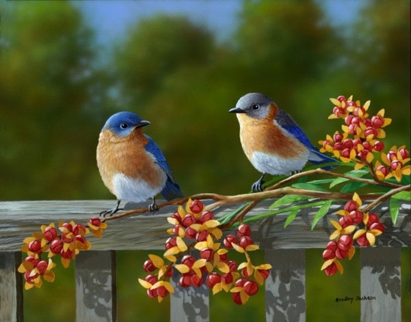 Superbes peintures d'oiseaux