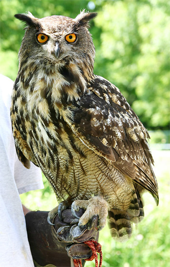 Superbes images d'oiseaux