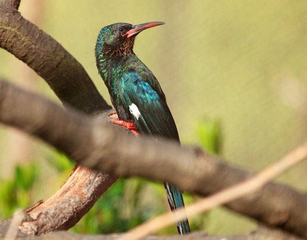 Superbes images d'oiseaux