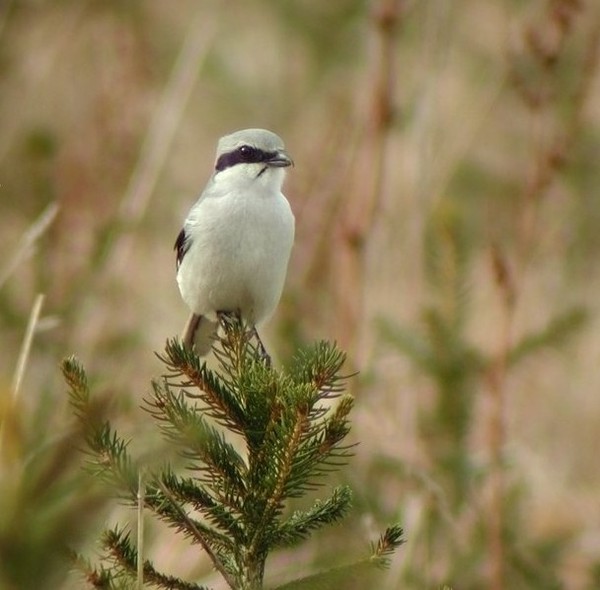 Superbes images d'oiseaux