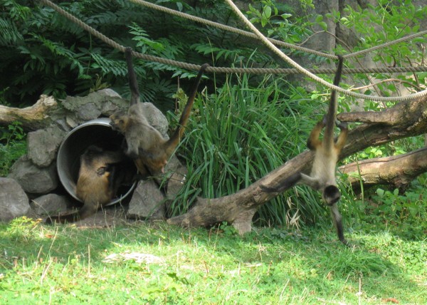 Zoo d'Amiens-2012