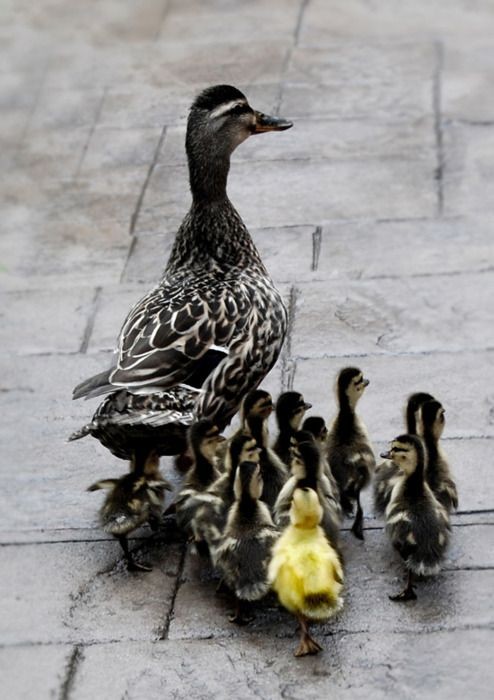 Belle famille