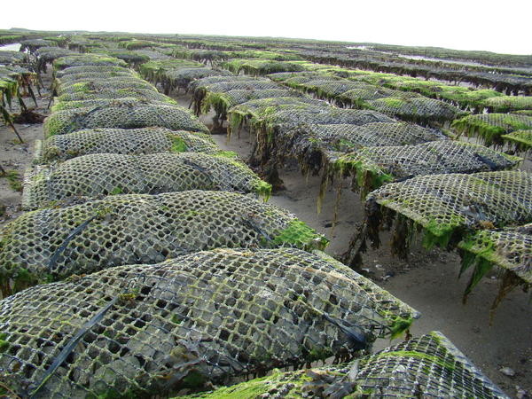 Plage de Basse Normandie (Manche)