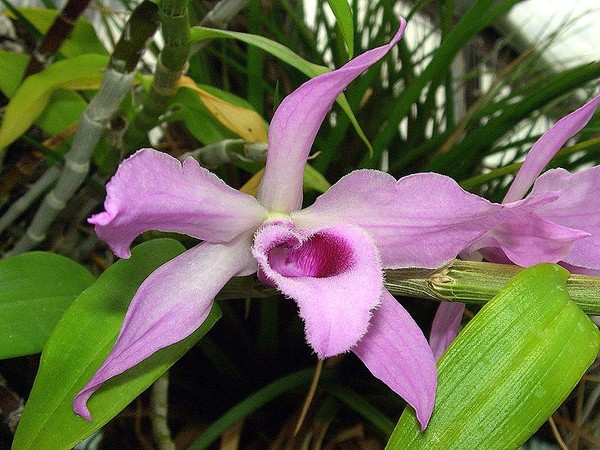 Fleurs d' Orchidées