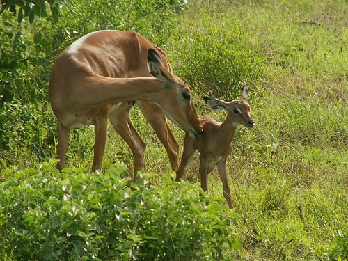 Belles familles