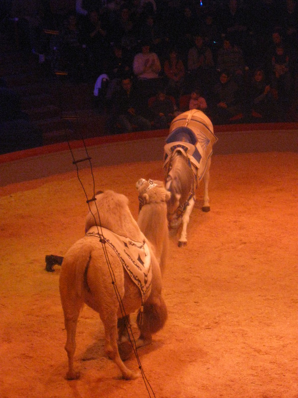 Amiens- Cirque Arlette Gruss