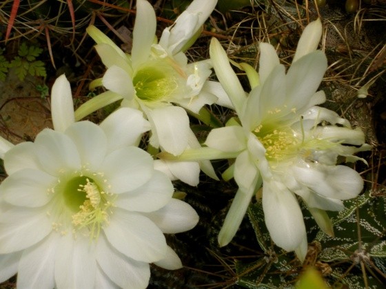 Fleurs de Cactus