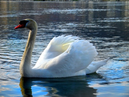 Superbes images d'oiseaux