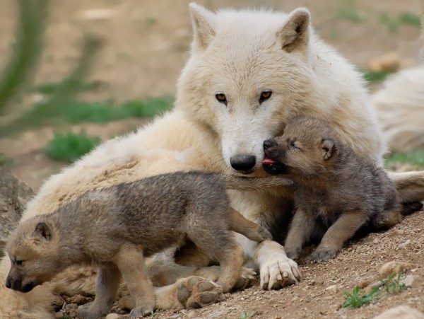 Belle famille