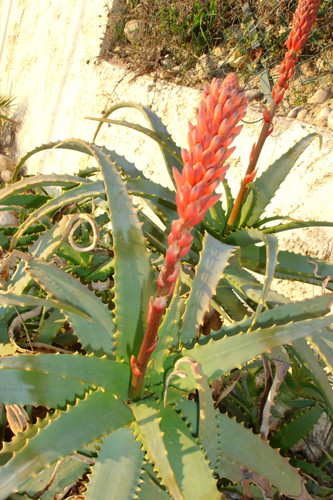 Fleurs de Cactus