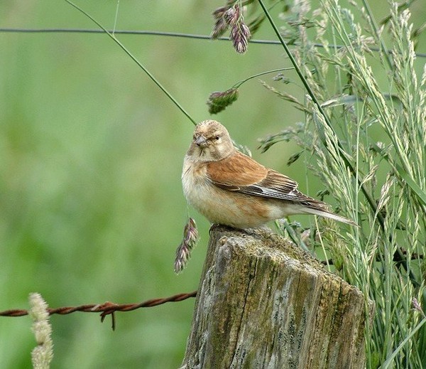 Superbes images d'oiseaux