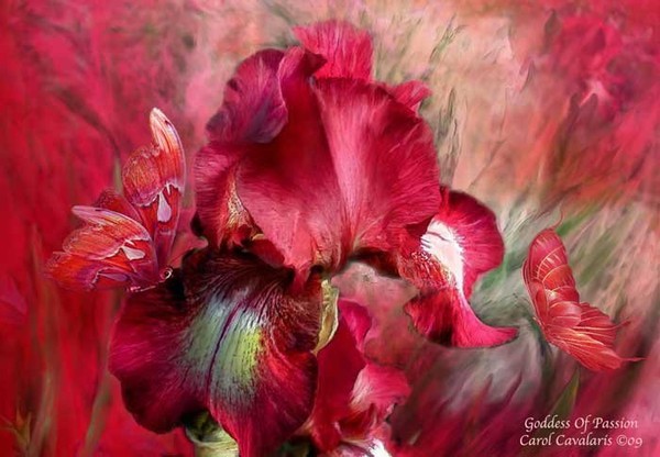 Fleurs de Carol Cavalaris