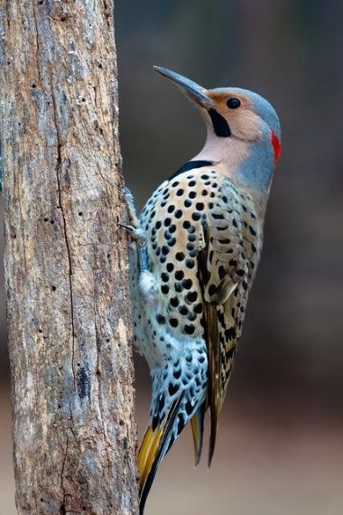 Superbe image d'oiseaux