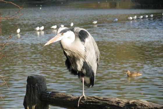 Superbes images d'oiseaux